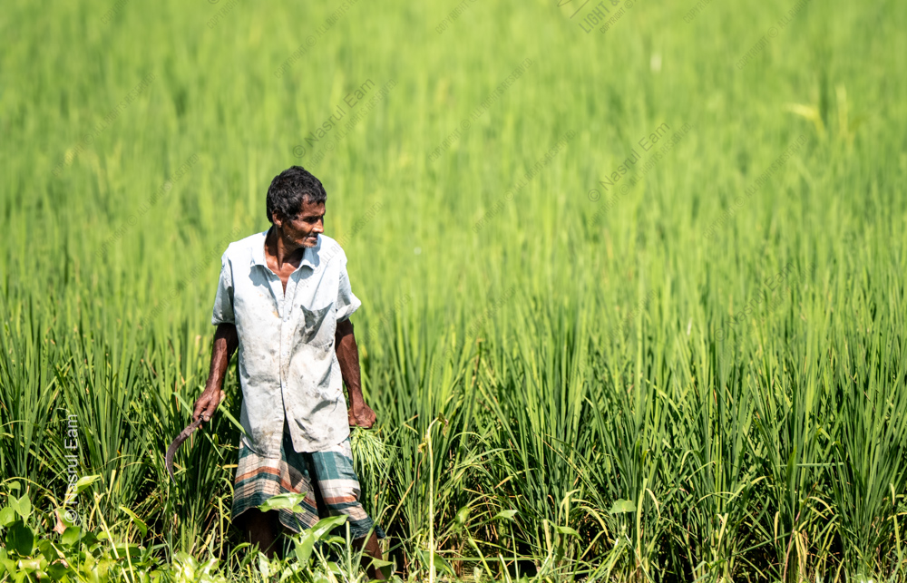 A Farmer with a Sickle in the Rice Field