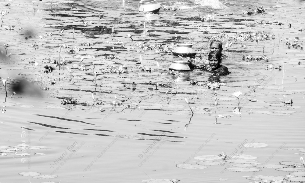 The Lily Pond Gatherers