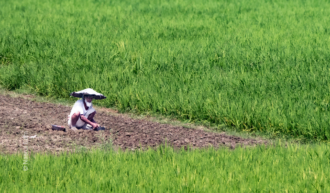 A Solitary Tiller in the Rice Paddy