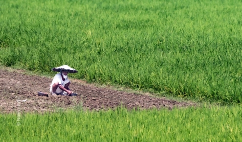 A Solitary Tiller in the Rice Paddy