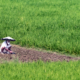 A Solitary Tiller in the Rice Paddy nasrul eam 20251014 Dhaka Rajshahi Tour 12 14 EN1 2977