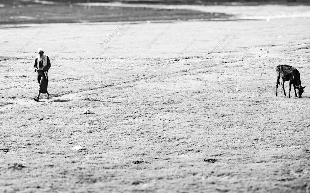 A Herder and His Cow on the Plain