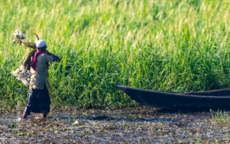 The Water Lily Harvester