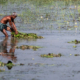 Harvester in the Water Meadow nasrul eam 20251021 Dhaka Rajshahi Tour 20 21 EN1 5415