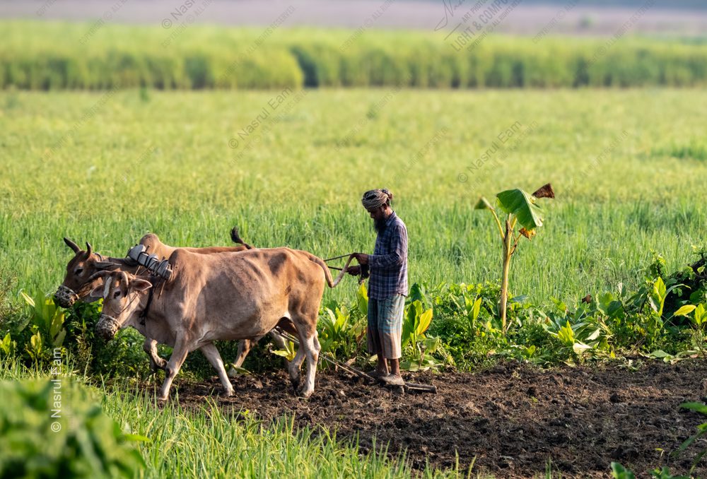 A Farmer Tilling the Land with His Oxen