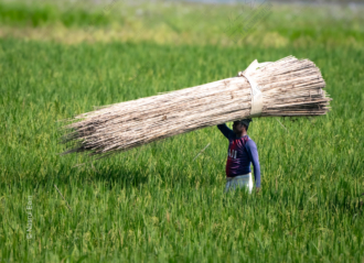 The Reed Carrier in the Verdant Field