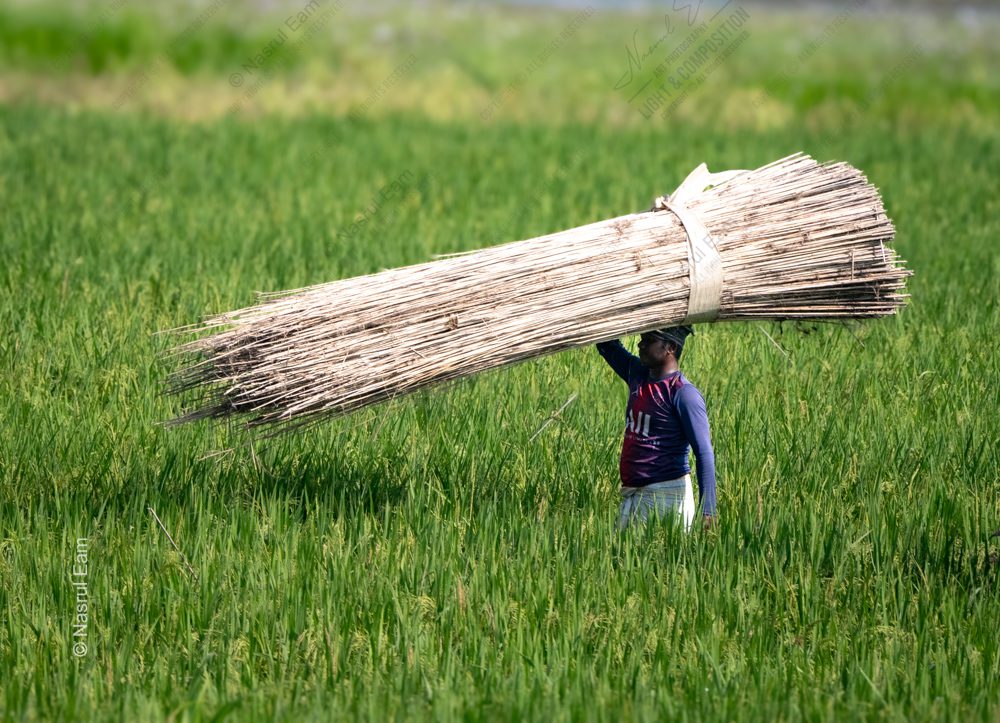 The Reed Carrier in the Verdant Field