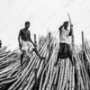 Workers Atop the Bamboo Harvest