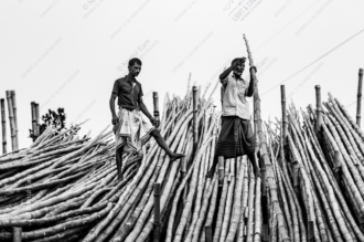 Workers Atop the Bamboo Harvest