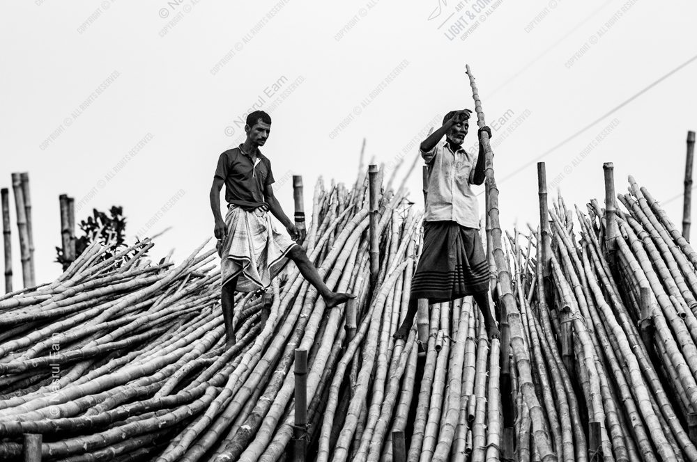 Workers Atop the Bamboo Harvest
