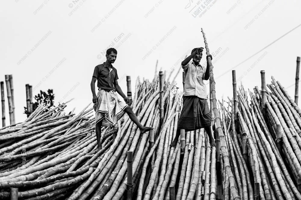 Workers Atop the Bamboo Harvest