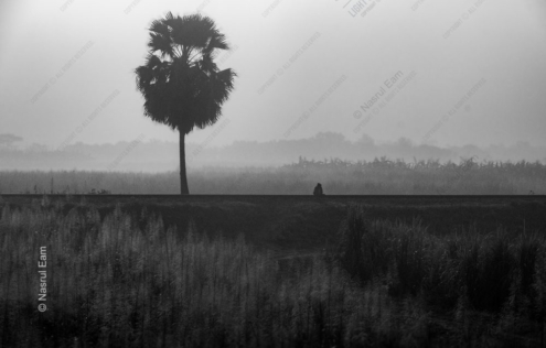 Solitude at the Field's Edge