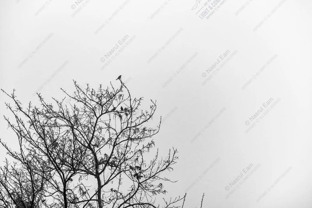 Winter's Perch