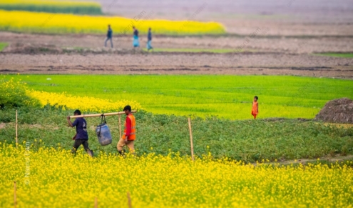 Golden Fields, Distant Gaze