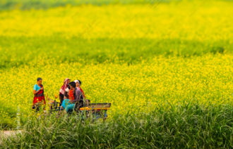 Through the Mustard Fields