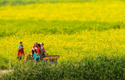 Through the Mustard Fields