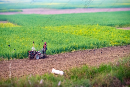 Cultivating the Earth: A Farmer's Labor in Verdant Fields