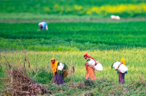 Field Workers' Homeward Journey