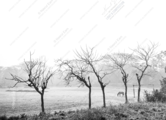 Bare Branches and Distant Passage