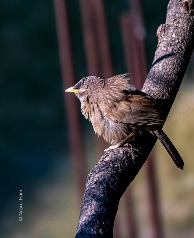 Ephemeral Perch