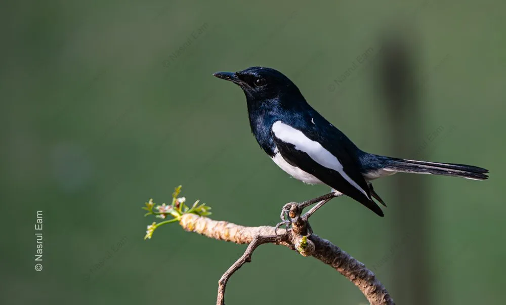 Indigo and Ivory