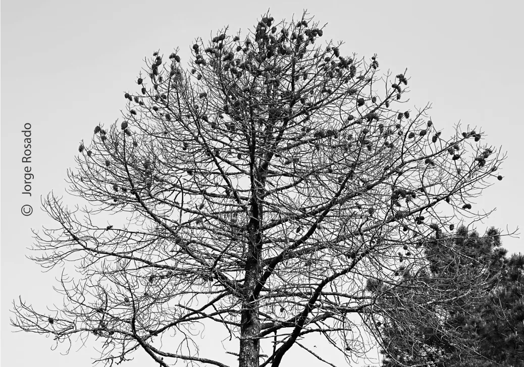 Alone among Others by Jorge Rosado - Nature Photography, Art Photography, Photojournalism, Photography Awards, Photo of the Day