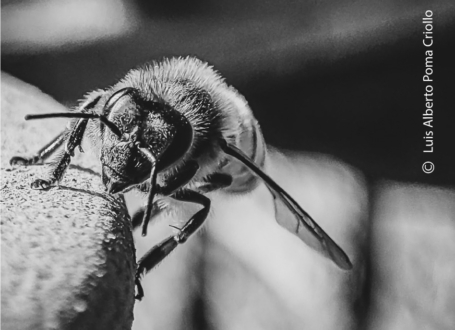 Always alert by Luis Alberto Poma Criollo - Photojournalism, Photography Awards, Art Photography, Black and White Photography, Luis Alberto Poma Criollo