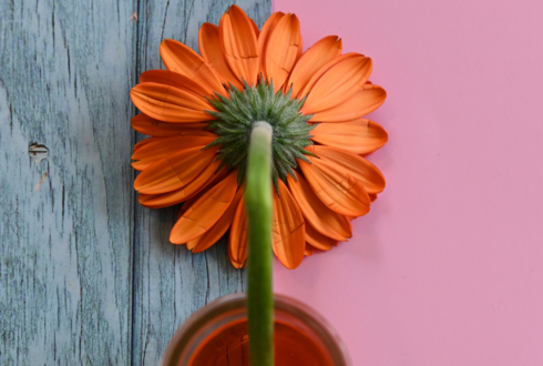 Colour Me Spring by Leanne Lindsay - Art Photography, Flower Photography, Photography Courses, Photo of the Day, Light & Composition University