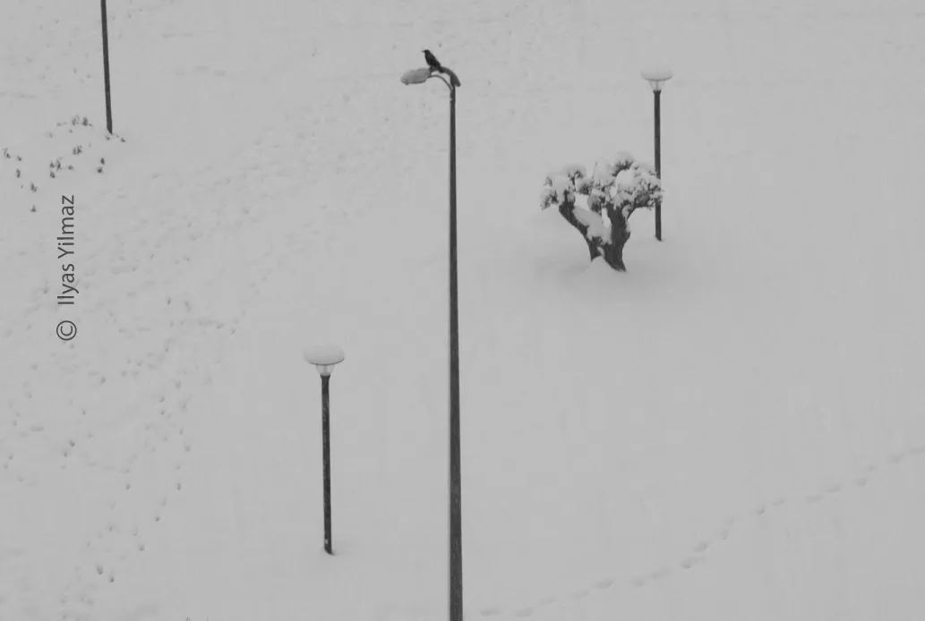 Crows at Gaziantep by Ilyas Yilmaz