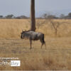 Serengeti Gnu by Ryszard Wierzbicki - Wildlife Photography, Serengeti, Gnu, Ryszard Wierzbicki, Photo of the Day