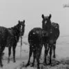 Winter's Whisper by Aakash Gulzar - Photojournalism, Art Photography, Black and White Photography, Photography Awards, Aakash Gulzar