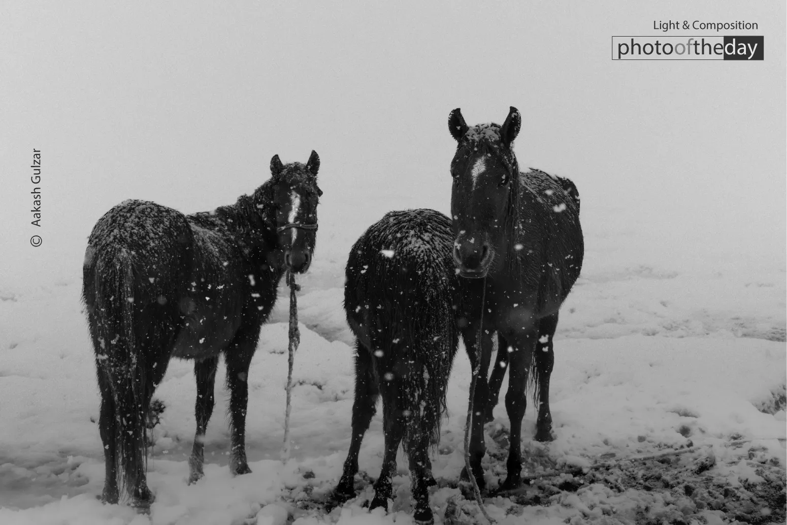 Winter’s Whisper by Aakash Gulzar