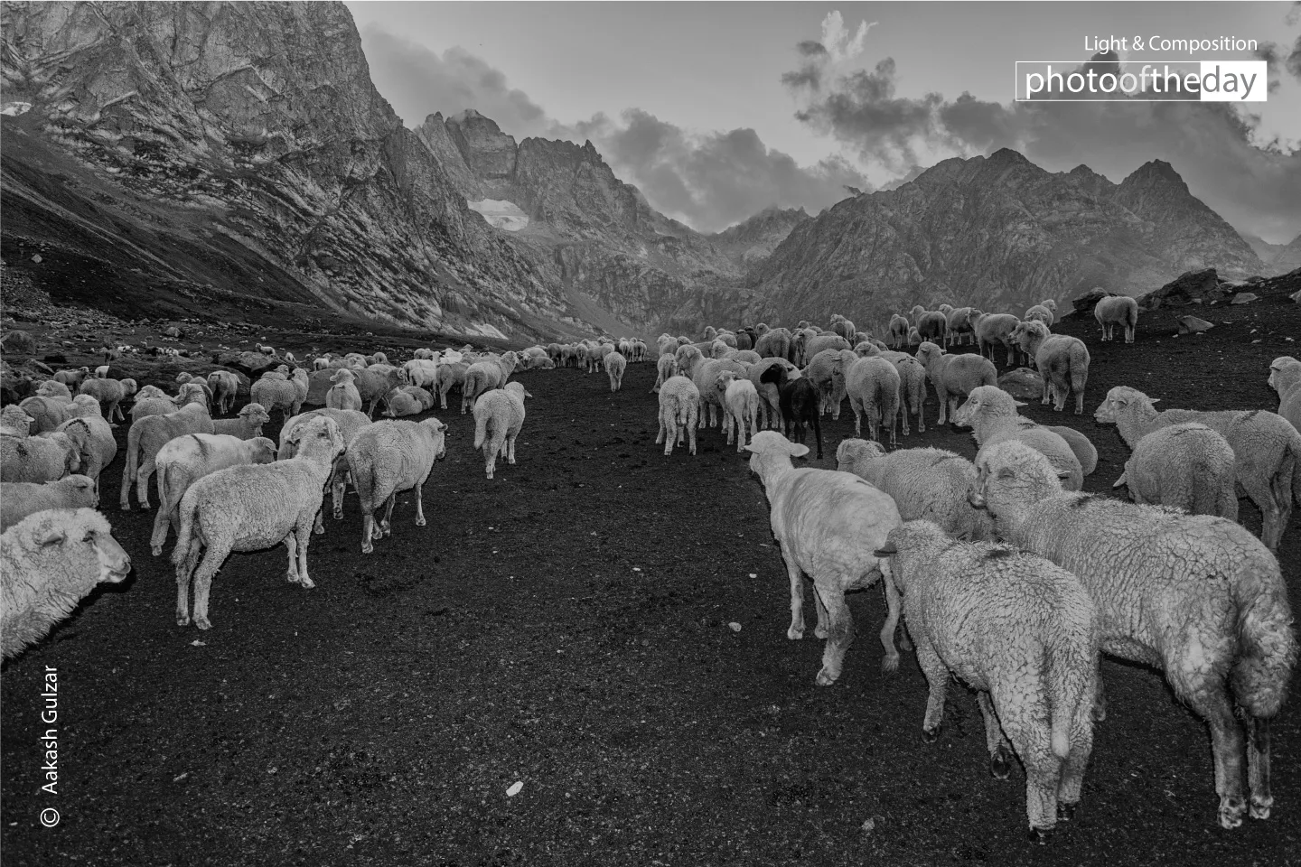 Majestic Flock by Aakash Gulzar - Photojournalism, Art Photography, Photo of the Day, Photography Awards, Aakash Gulzar