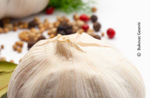 Savor the Essence of Garlic by Silvia Bukovac Gasevic - Art Photography, Still Life Photography, Food Photography, Photo of the Day, Light & Composition University
