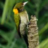 Yellownape Graces a Golpata Tree by Saniar Rahman Rahul