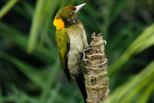 Yellownape Graces a Golpata Tree by Saniar Rahman Rahul - Wildlife Photography, Nature Photography, Photo of the Day, Bird Photography, Saniar Rahman Rahul