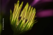 Nature Always Wears the Colors of the Spirit by Kirsten Bruening