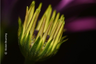 Nature Always Wears the Color of the Spirit by Kirsten Bruening