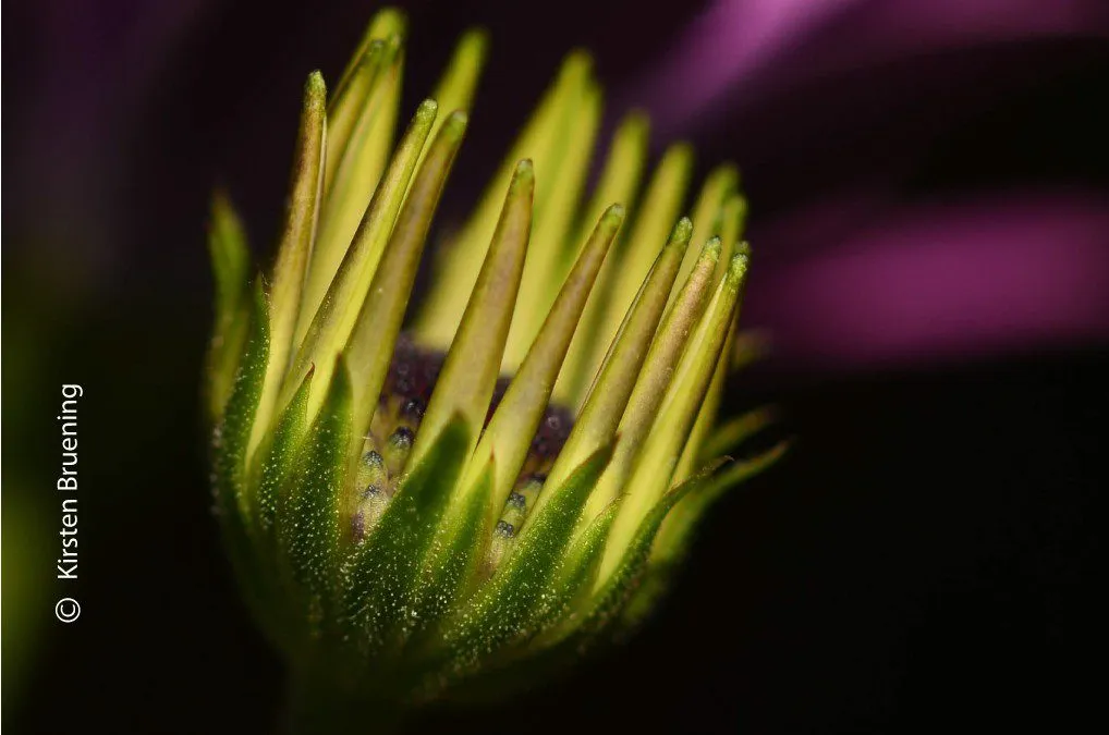 Nature Always Wears the Color of the Spirit by Kirsten Bruening