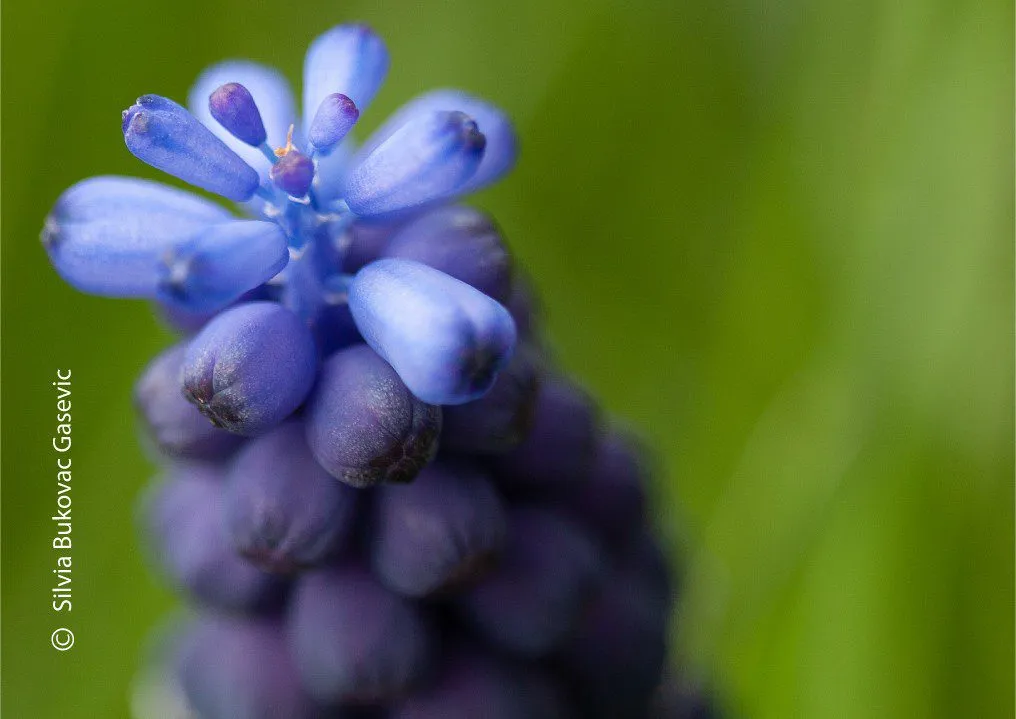 Nature in the Spring by Silvia Bukovac Gasevic - Nature Photography, Close-up Photography, Photo of the Day, Photography Awards, Spring Photography
