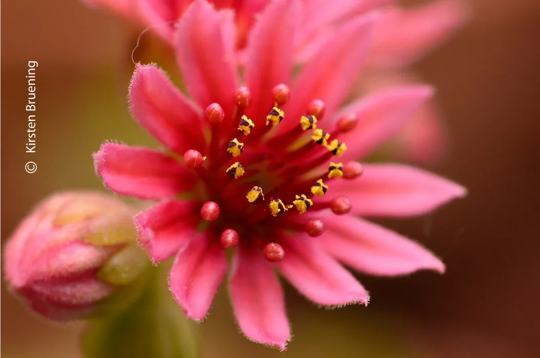 Attracted by the Light by Kirsten Bruening - Photo of the Day, Art Photography, Close-up Photography, Photography Awards, Light & Composition University