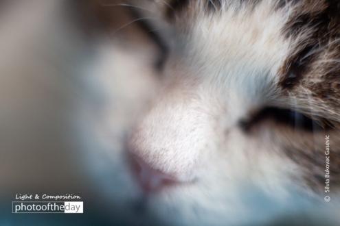 Sleepy Cat by Silvia Bukovac Gasevic - Sleepy Cat, Art Photography, Photo of the Day, Photography Awards, Online Photography Courses